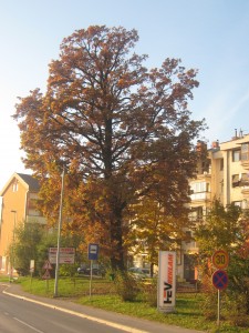 Stari hrast preko puta SRC Srebrenik