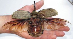 Megasoma elephas