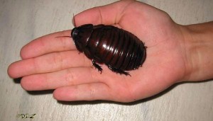 Macropanesthia rhinoceros