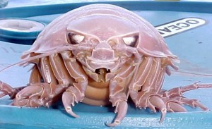 Bathynomus giganteus