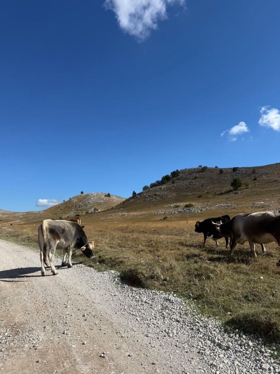 Planinski grebeni pod vedrim nebom iznad ograđenog pašnjaka