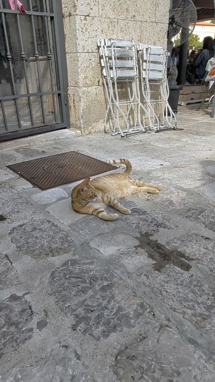 Mačka odmara na kamenom pločniku u Dubrovniku.
