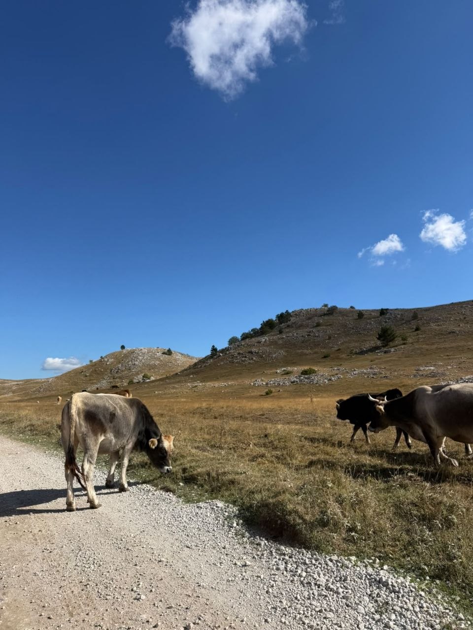 Crkva s dva visoka tornja i velikim kružnim prozorom na pročelju